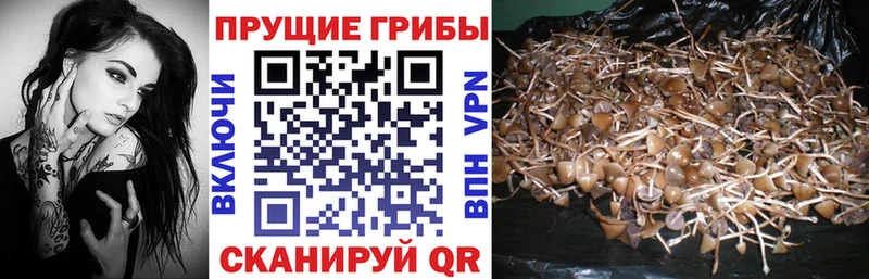 магазин  наркотиков  Лукоянов  Галлюциногенные грибы GOLDEN TEACHER 